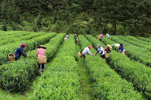 人间醉美四月 把韶关这个美翻的茶园春天收入囊中