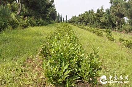 茶的种植技术