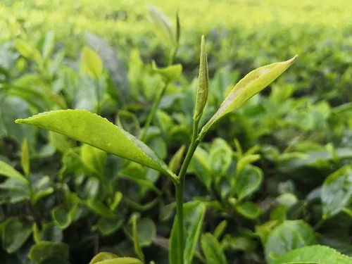 茶业科研赋能贵州茶产业