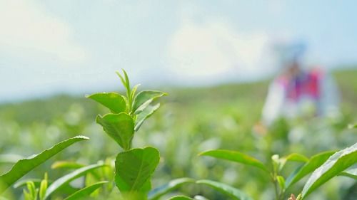 6000余亩 大方致力于打造 万亩茶乡