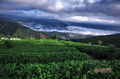 中国有机茶认证企业达82家!普洱这两项数据全国居首