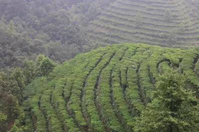 茶旅世界·最美茶园丨广西凌云浪伏小镇有机茶园