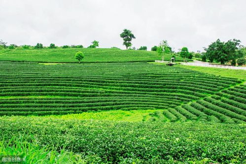 茶叶种植技术 浅谈茶叶树开花和结果