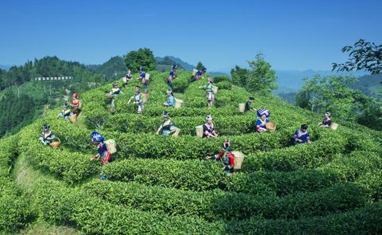 九龙山茶叶种植农民专业合作社应势而谋,因势而动,顺势而为,有效的