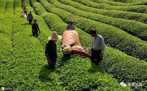 我国茶叶种植机械有哪些 如何改善茶园机械化落后问题