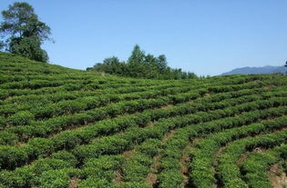 宋种凤凰,单丛茶珍品 千年历史一杯茶