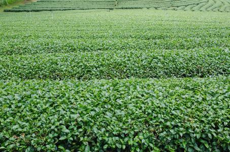 在埃塞俄比亚的茶叶种植园图片