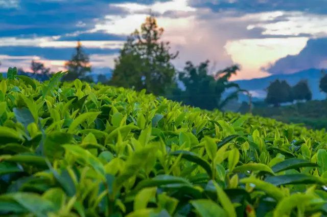 “茶旅融合”巨大发展潜力如何释放?日本“茶旅胜地”静冈这样做
