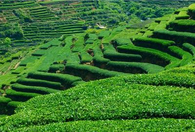 茶叶种植技术:茶园的园地选择以及注意事项