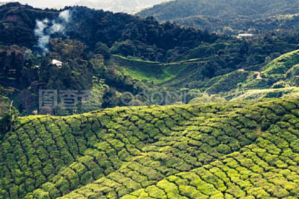 马来西亚卡梅隆高地的茶叶种植园