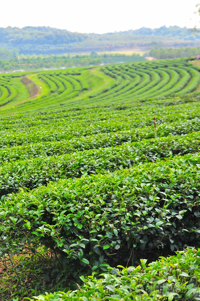 茶叶种植园,泰国北部