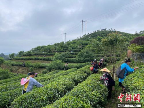 贵州丹寨 荒山种出致富茶 智慧管理全覆盖