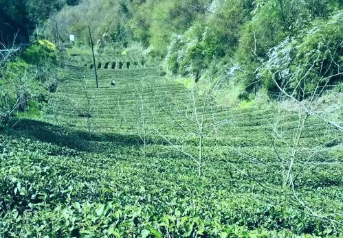 汉中第三批生态茶园风采 勉县篇