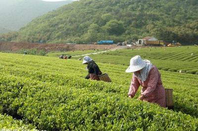 草根“茶人”茶园种植,年入40万利润_罗平琴