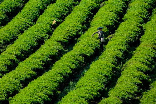 金沙打造茶产业 做好茶 文章