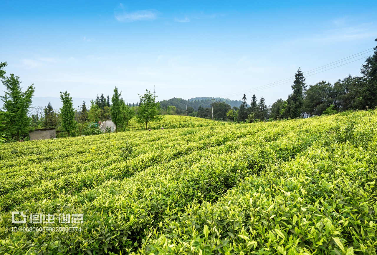 茶叶种植园