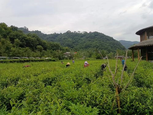 康县阳坝镇 加强夏季茶园管护 助力茶产业高质量发展