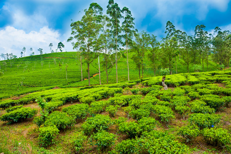 茶叶种植园景观