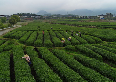 明前茶 采摘忙