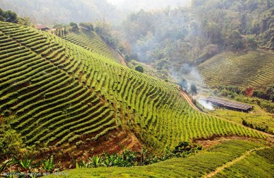 茶叶种植园图片