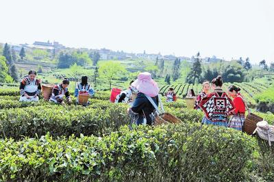 苗岭茶飘香 农家采茶忙