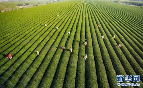 乡味 安徽郎溪 茶海画廊 绘出振兴新图景