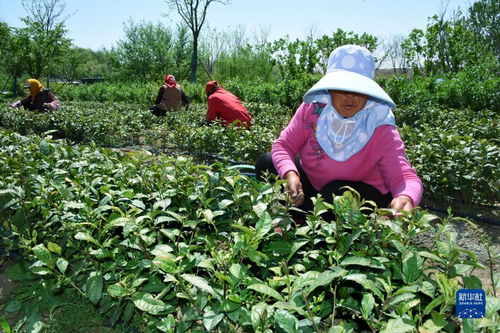 山东青岛 采摘春茶