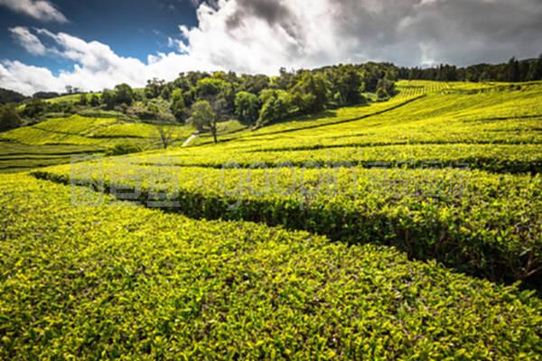 葡萄牙亚速尔群岛萨奥米格尔茶叶种植园