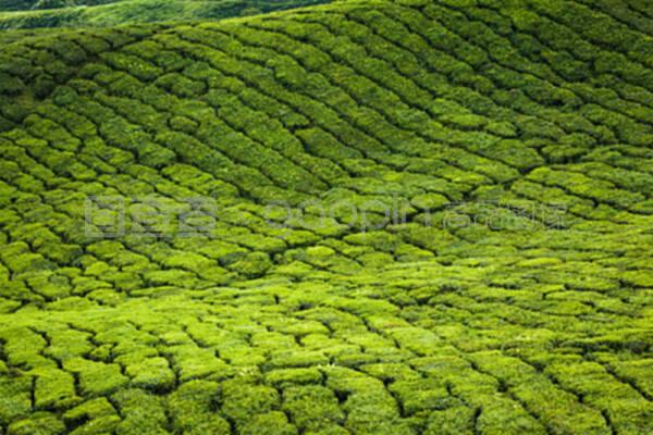 印度喀拉拉邦的茶叶种植园