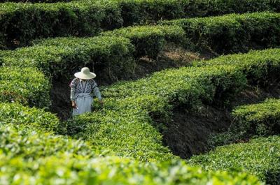 首批新茶饮新名茶诞生 喜茶自研的四款经典茶叶入选