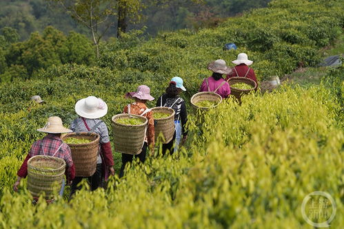 缙云甜茶 鲜甜上市