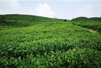 访贵州黔怡春茶业创始人邓申龙