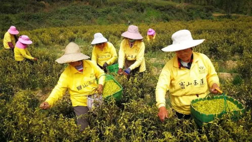 赛山玉莲茶 茶香溢满致富路