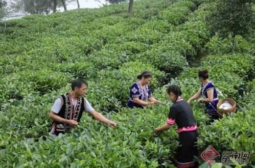 普洱澜沧 茶叶托起 致富梦