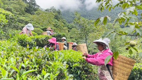 云龙功果桥镇 谷花茶 香满山间 茶农丰收笑开颜