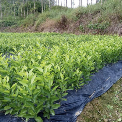 茶枝柑百亩种植园 批发茶枝柑树苗 茶枝柑树苗批发基地