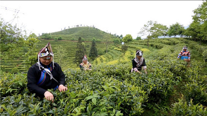 浙江景宁: 惠明茶香飘千里 高山上抒写小康生活