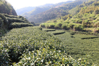 爱过来喝茶莫?我在“南万高山茶”等你!