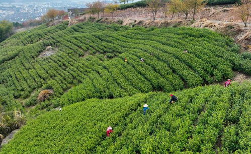 海曙区两家农场入选浙江省第二批优质农产品生产基地