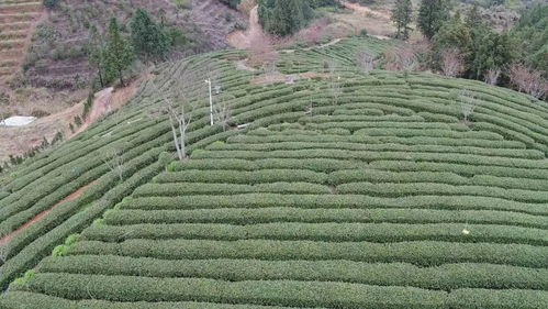 赞 永泰茶叶种植户的 定心丸 来了