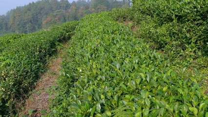 种植茶叶种植茶叶