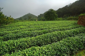 泰山女儿茶茶园种植基地