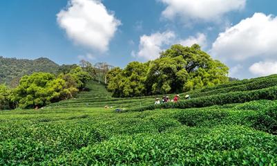 探索中国绿茶排行榜:了解四大茶类的秘密