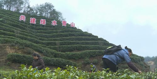 城固 又到山花烂漫时 丝路万里品茶香