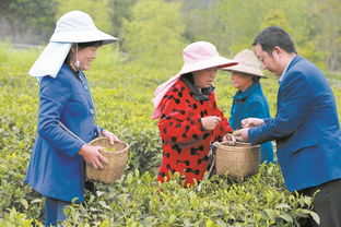 带领乡亲种茶致富