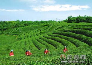 中国茶叶种植与加工行业分析