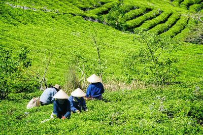 茶叶采摘茶叶种植园工作