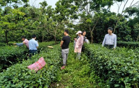 廉江北线乡村登山临水踏青采茶游