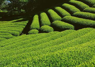 茶 香叶 嫩芽