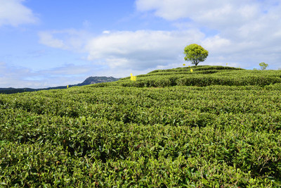 茶叶种植